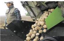 Soupçon de fraude géante sur le marché allemand de la pomme de terre | Questions de développement ... | Scoop.it