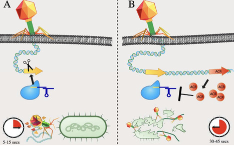 The Phage Time Continuum: Genome Organization Constrains Anti-CRISPR Success | brveco | RMH | Scoop.it