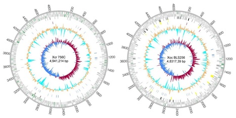 J Bacteriology: Two new complete genome sequences offer insight into host and tissue specificity of plant pathogenic Xanthomonas spp. | Plant Pathogenomics | Scoop.it