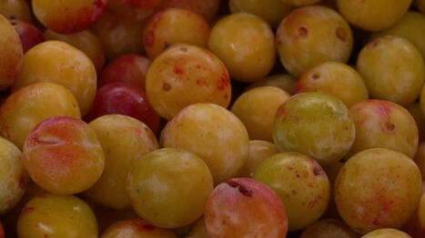 Récoltes : la saison des mirabelles est lancée en Lorraine | Nancy, Lorraine | Scoop.it