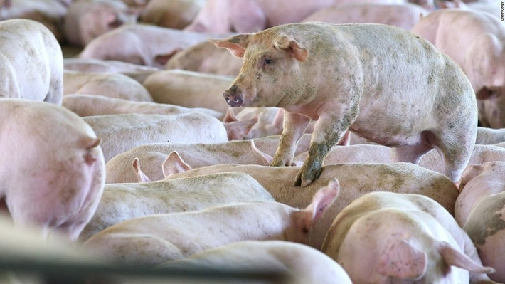 How antibiotics in our food system affect your health | The Health Report | Scoop.it