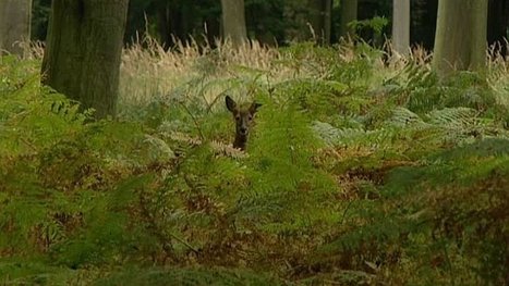 [Vidéo] Dans le secret des forêts de Haute-Normandie | Biodiversité - @ZEHUB on Twitter | Scoop.it
