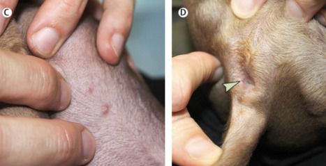 Evidence of Human-To-Dog Transmission of Monkeypox Virus | Amazing Science | Scoop.it
