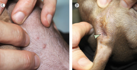 Evidence of Human-To-Dog Transmission of Monkeypox Virus | Virus World | Scoop.it