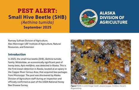 En 2025, le petit coléoptère des ruches a été détecté en Alaska. Il s'agit de la première détection connue en Alaska. | EntomoNews | Scoop.it