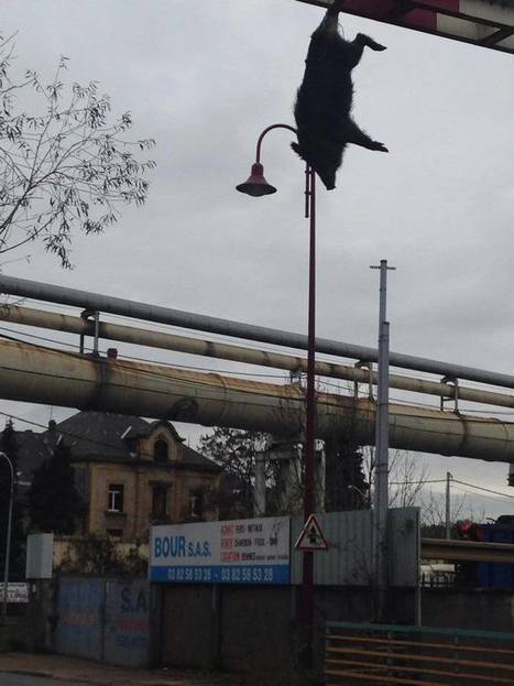 FNSEA : un sanglier pendu dans la rue ce jour | Ecoréaction ou écolophobie | Scoop.it