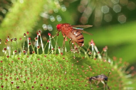 Horloges biologiques : comment savons-nous que le temps passe ? | EntomoNews | Scoop.it