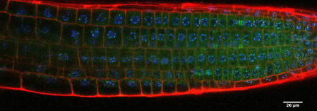 AMI: Biologie num&eacute;rique pour l&rsquo;&eacute;tude des syst&egrave;mes dynamiques en sciences du vivant | Life Sciences Universit&eacute; Paris-Saclay | Scoop.it
