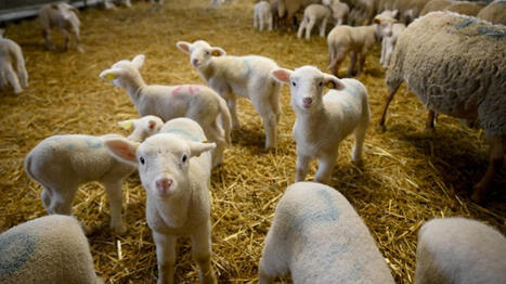 "On risque d'avoir une perte de valeur de l'agneau fran&ccedil;ais" : la fili&egrave;re ovine s'inqui&egrave;te de l'accord commercial entre l'UE et l'Australie | Actualit&eacute; B&eacute;tail | Scoop.it