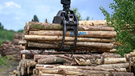 L'exploitation foresti&egrave;re &eacute;touffe le puits de carbone des for&ecirc;ts fran&ccedil;aises, alerte une association | Paysage - Environnement | Scoop.it