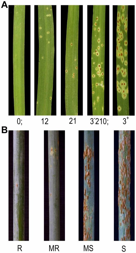 PLoS Genetics: Quantitative and Qualitative Stem Rust Resistance Factors in Barley Are Associated with Transcriptional Suppression of Defense Regulons | Plants and Microbes | Scoop.it