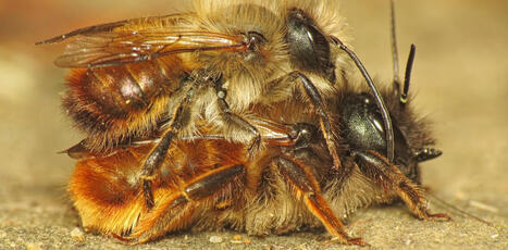 Une vague de chaleur survenue une ann&eacute;e donn&eacute;e pourrait entra&icirc;ner une chute spectaculaire du nombre d&rsquo;abeilles l&rsquo;ann&eacute;e suivante | EntomoNews | Scoop.it