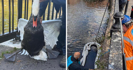 River Kennet, Reading: petition for oil spill investigation / le 11.11.2025 | Pollution accidentelle des eaux (+ déchets plastiques) | Scoop.it