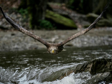 Quasi-oublié, le plus grand aigle d'Europe lutte pour sa survie | Biodiversité - @ZEHUB on Twitter | Scoop.it