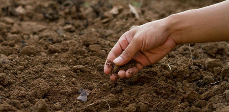 Pourquoi il est si important de pr&eacute;server la sant&eacute; de nos sols | Biodiversit&eacute; | Scoop.it