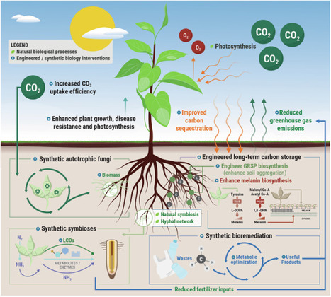 In the synthetic biology era, engineered fungi could mitigate carbon dioxide emissions and enhance environmental resilience | ComB | RMH | Scoop.it