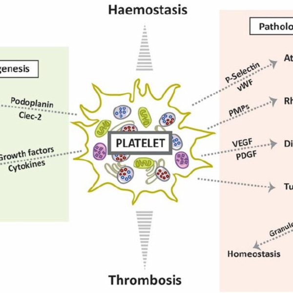 The functional role of platelets in the regulation of angiogenesis | Interventional Cardiology | Scoop.it