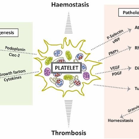The functional role of platelets in the regulation of angiogenesis | Interventional Cardiology | Scoop.it