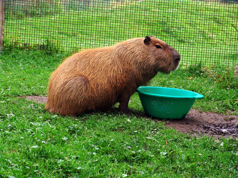 Kapybara - vesisika | 1Uutiset - Suomi ja maail...