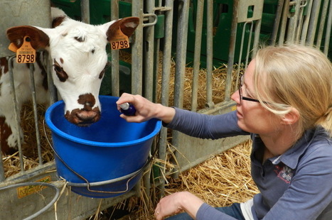 Les médecines douces dans l'élevage, ça marche ! | SCIENCES DE L' ANIMAL | Scoop.it