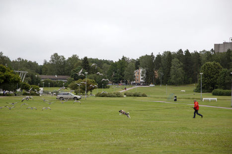 Koirista toivotaan ratkaisua valkoposkihanhien karkottamiseen Lahdessa – kaupunki hakee erityislupaa EU:n suojeleman lintulajin häätämiseen uimarannoilta | Yle Uutiset | yle.fi | 1Uutiset - Lukemisen tähden | Scoop.it