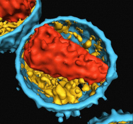 Pitt-led Team Describes Molecular Detail of HIV’s Inner Coat, Pointing the Way to New Therapies | Science News | Scoop.it