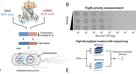 Structure and evolution-guided design of minimal RNA-guided nucleases | brvai | RMH | Scoop.it