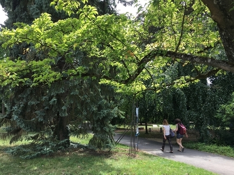 L’étude SESAME : les arbres, nos alliés pour l'avenir | Regards croisés sur la transition écologique | Scoop.it