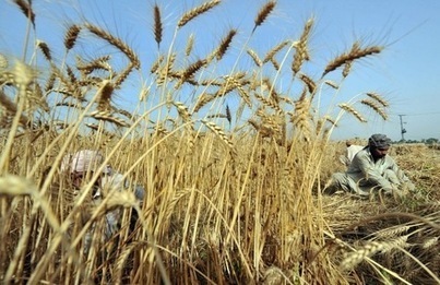 Les bonnes récoltes font baisser les prix alimentaires mondiaux | Questions de développement ... | Scoop.it