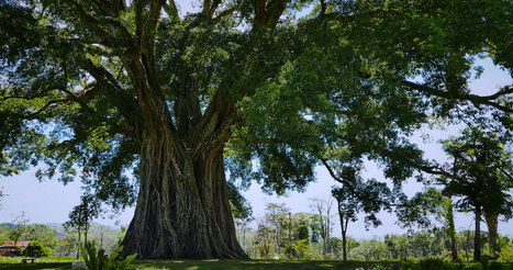 Usbek & Rica - « Le génie des arbres » : leçon de sagesse pour le futur | Variétés entomologiques | Scoop.it