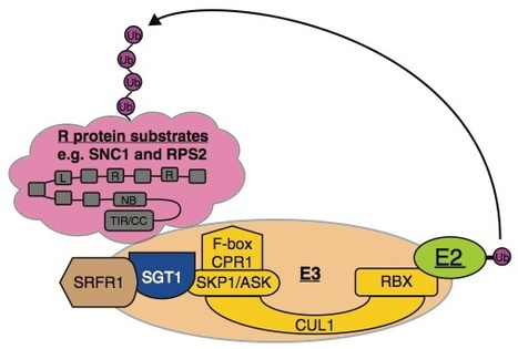 Current Opinion in Plant Biology: Ubiquitination in NB-LRR-mediated immunity (2012) | Plants and Microbes | Scoop.it