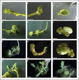 Setting up Agrobacterium tumefaciens-mediated transformation of the tropical legume Aeschynomene evenia, a powerful tool for studying gene function in Nod Factor-independent symbiosis | Plant-Microbe Symbiosis | Scoop.it