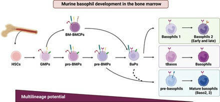 ontogenesis and heterogeneity of basophils | Discovery Immunology | Oxford Academic | Immunology | Scoop.it