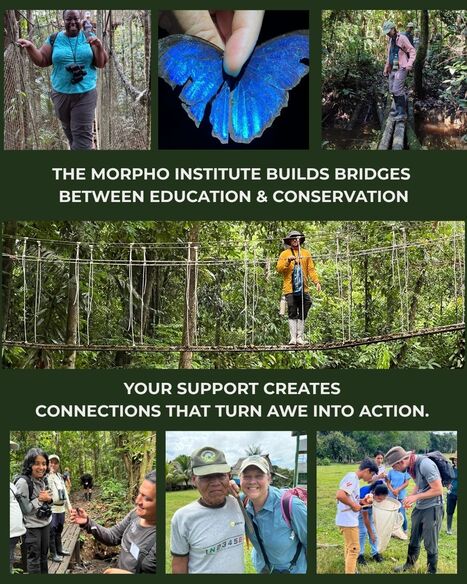 Help us build bridges between education and conservation! | RAINFOREST EXPLORER | Scoop.it
