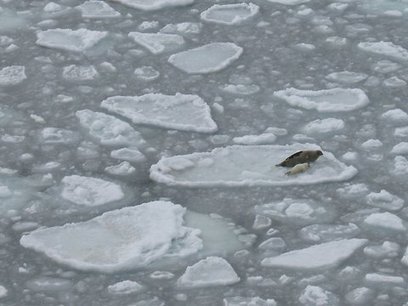 For Seal Pups on Thin Ice, a Short Childhood | OUR OCEANS NEED US | Scoop.it