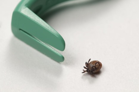 Maladie de Lyme : le kit pour tester sa tique, une fausse bonne idée | Variétés entomologiques | Scoop.it