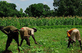10 ans après la Déclaration de Maputo: Paysans et éleveurs d’Afrique, de l’espoir à la désillusion | Questions de développement ... | Scoop.it