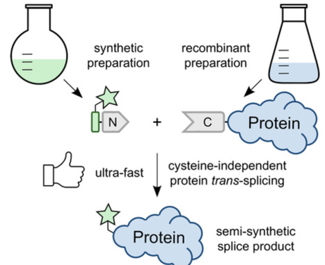 Generating Ultra-Fast Protein trans-Splicing of a Cysteine-Less and Semisynthetic Split Intein for Chemical Protein Labeling | cbc | RMH | Scoop.it