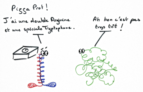 Top of the Prots - Lève toi et marche ! Kinésine et dynéine, les sprinteurs cellulaires | Infos Lab' septembre 2025 | Scoop.it
