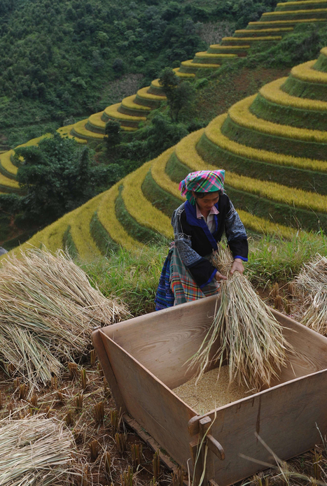 Harvest 2013 | Stage 5 Sustainable Biomes | Scoop.it