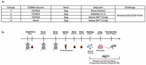 Advax-SM™-Adjuvanted COBRA (H1/H3) Hemagglutinin Influenza Vaccines | Virology News | Scoop.it
