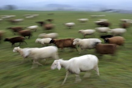 Suisse: des SMS pour avertir les bergers de l'attaque de loups | Loup | Scoop.it
