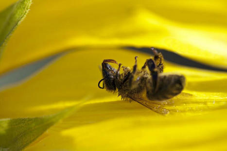 Abeilles empoisonnées au pesticide en Ariège : l’apiculteur remporte son combat contre la multinationale BASF | Les Colocs du jardin | Scoop.it