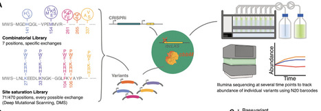 The fitness landscape of a form II rubisco in a photosynthetic bacterium guides engineering of oxygen tolerance | Sadv | RMH | Scoop.it