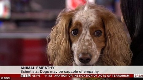 Daniel the Spaniel: The dog that broke the internet | Empathy and Animals | Scoop.it
