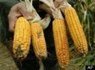 Monsanto's GMO Corn Linked To Organ Failure, Study Reveals | YOUR FOOD, YOUR ENVIRONMENT, YOUR HEALTH: #Biotech #GMOs #Pesticides #Chemicals #FactoryFarms #CAFOs #BigFood | Scoop.it