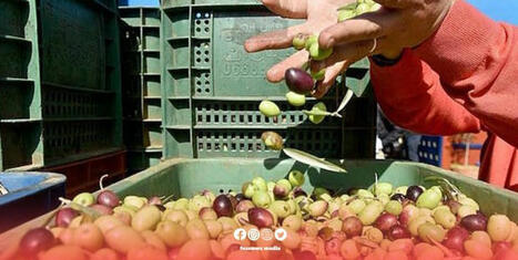MOROCCAN Government Implements Measures to Stabilize Olive Oil Market | CIHEAM Press Review | Scoop.it