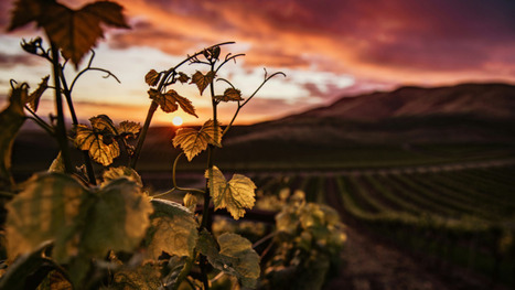 Arracher la vigne, et après ? - Sesame | Pour innover en agriculture | Scoop.it