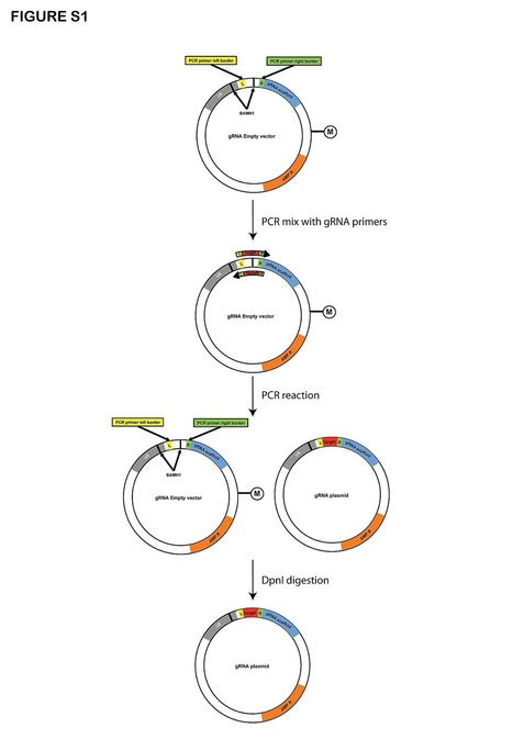 Improved Genome Editing in Human Cell Lines Using the CRISPR Method | Genetic Engineering Publications - GEG Tech top picks | Scoop.it