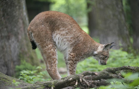 Doubs : Des panneaux « Attention lynx ! » installés pour éviter les collisions | Biodiversité - @ZEHUB on Twitter | Scoop.it